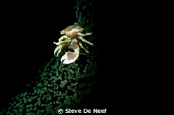 Taken using a home made 'snoot' to get this kind of selec... by Steve De Neef 